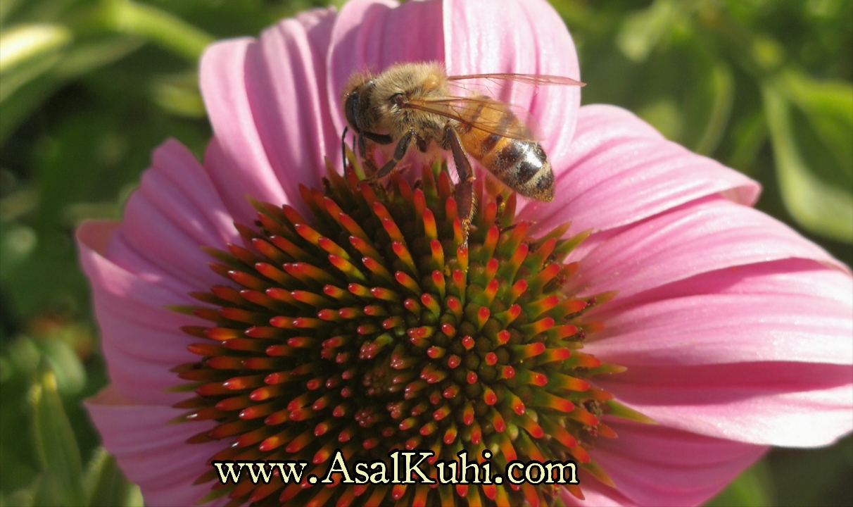 زنبور عسل معمولی
